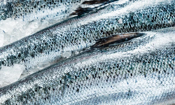 Rauwe Zalm Vissen Het Ijs — Stockfoto