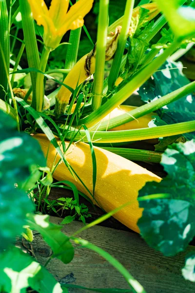 Zucchini Som Växer Trädgården Närbild — Stockfoto