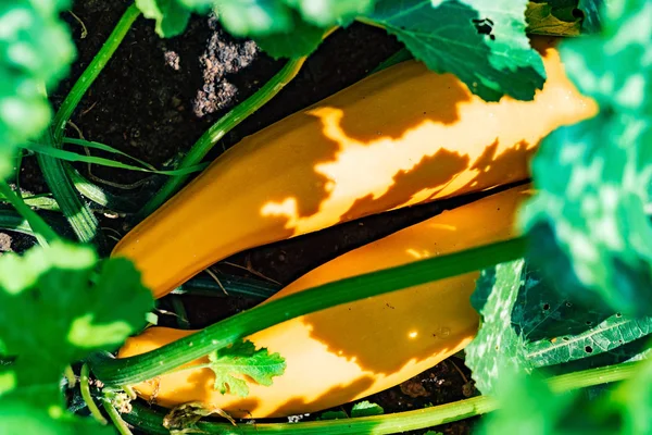 Zucchinis Growing Garden Close — Stock Photo, Image