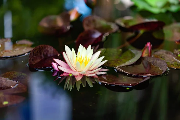 Bela Flor Lótus Água — Fotografia de Stock