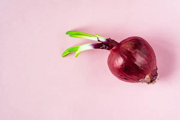 Bulbo Entero Cebolla Roja Con Brote Verde Fresco Fondo Rosa —  Fotos de Stock