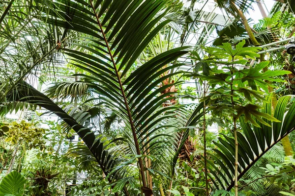 Uitzicht Een Oude Tropische Kas Met Groenblijvende Planten Palmen Lianen — Stockfoto