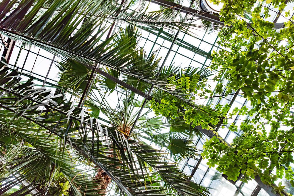 View of an old tropical greenhouse with evergreen plants, palms, lianas