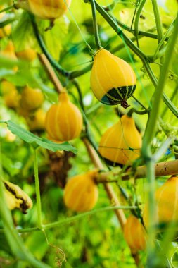 Bahçedeki küçük dekoratif kabaklar