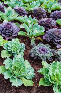 Bahçedeki dekoratif lahana