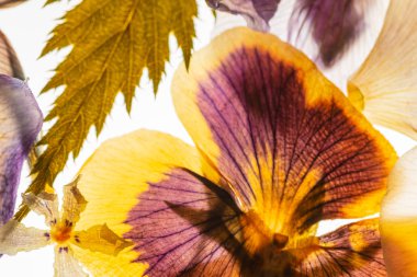 Beyaz arka planda kurumuş çiçekler