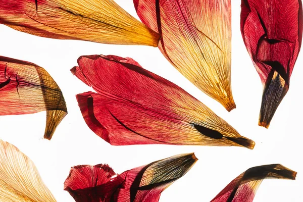 Dried Tulip Petals White Background — Stock Photo, Image