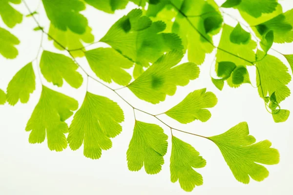 Green Leaves Branch Isolated White — Stock Photo, Image