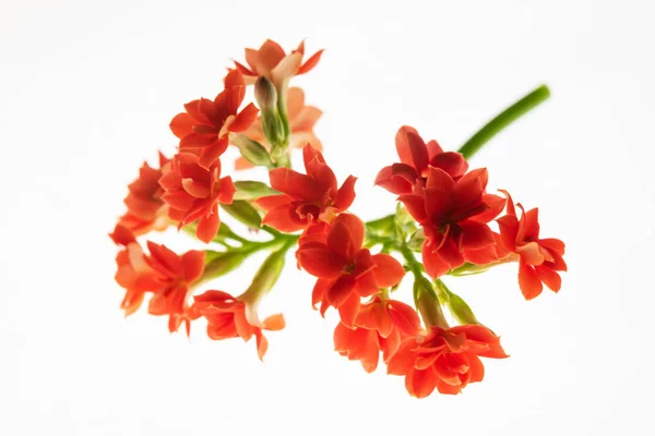 Fina Röda Blommor Den Vita Bakrunden — Stockfoto