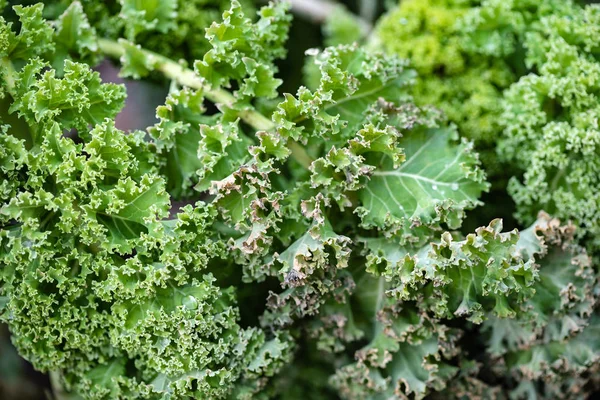 Een Gezonde Krullend Boerenkool Groeien Het Veld — Stockfoto