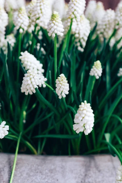 Weiße Muscari Blüten Der Schachtel — Stockfoto