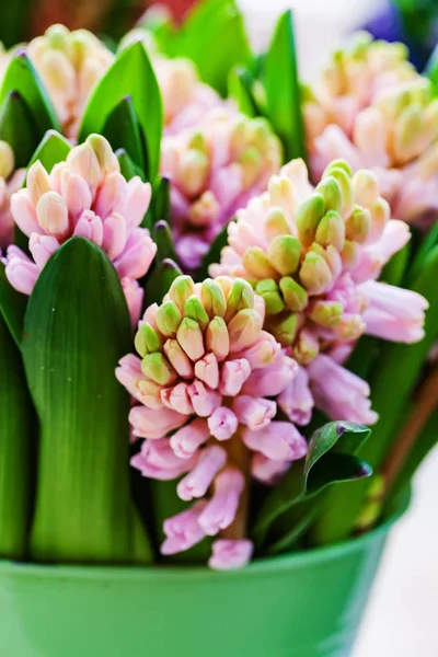 Flores Jacinto Brilhantes Vaso — Fotografia de Stock