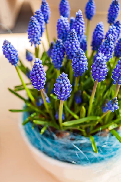 Flores Muscari Frescas Pote — Fotografia de Stock