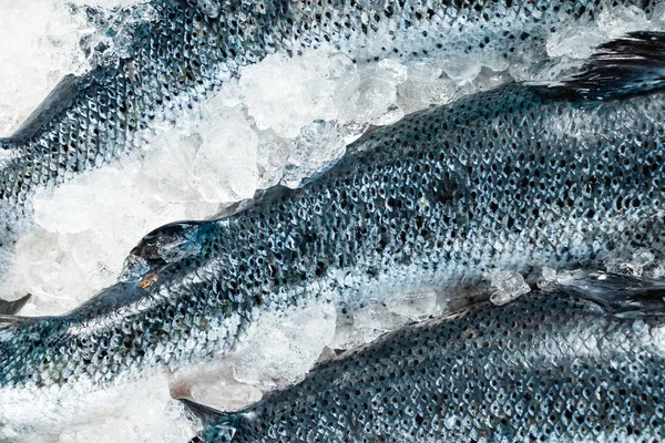 Rauwe Zalm Vissen Het Ijs — Stockfoto