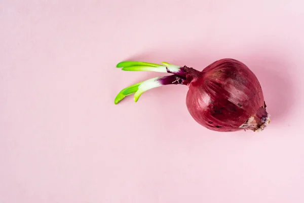Whole Bulb Red Onion Fresh Green Sprout Pink Background — Stock Photo, Image