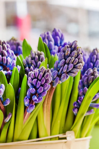 Flores Jacinto Brillante Jarrón — Foto de Stock