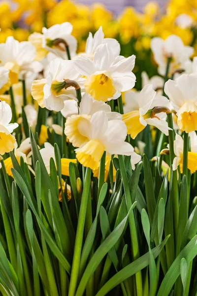 Flores Narciso Brilhantes Close — Fotografia de Stock