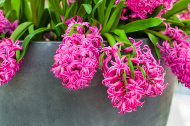 parlak sümbül çiçek, yakın çekim