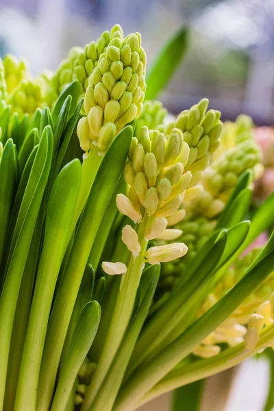 Flores Jacinto Brillante Jarrón — Foto de Stock