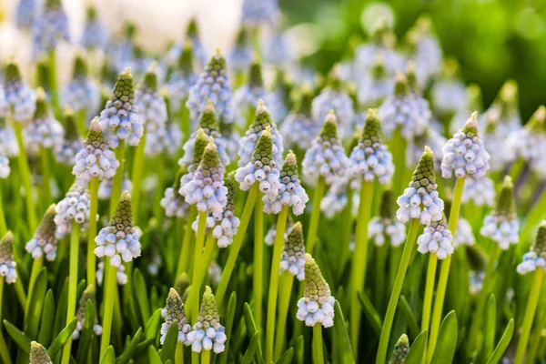 parlak muscari çiçekler, yakın çekim