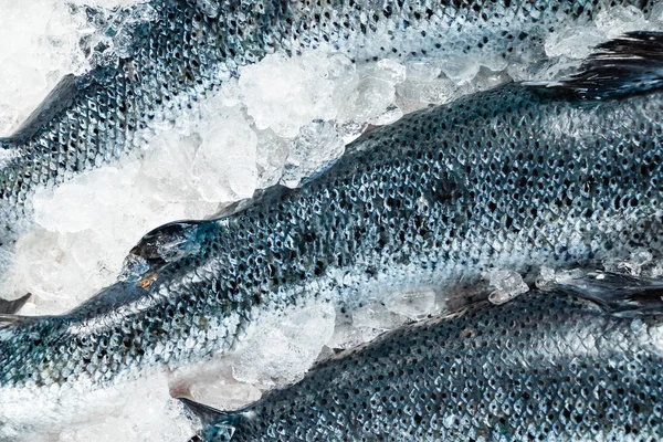Syrové Ryby Losos Ledě — Stock fotografie