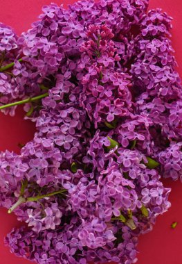 güzel Eflatun çiçekler, yakın çekim