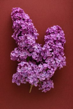 güzel Eflatun çiçekler, yakın çekim