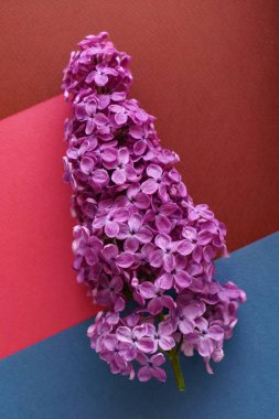 güzel leylak çiçeği, yakın