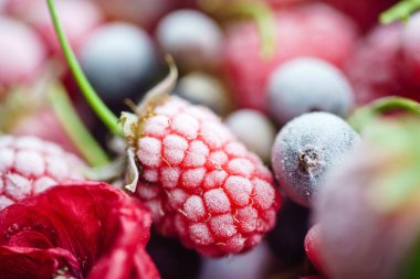 Donmuş böğürtlen, kapat