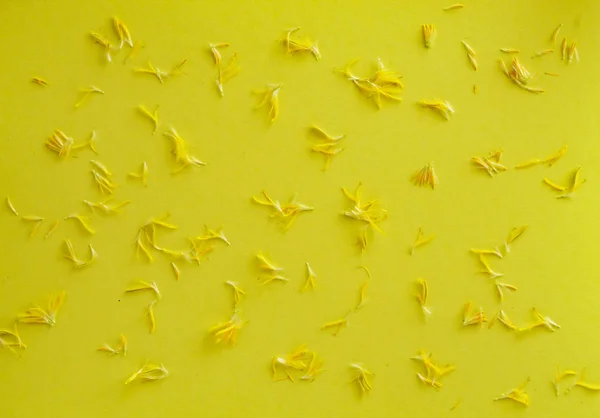 Płatki Kwiatów Żółtym Tle — Zdjęcie stockowe