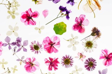 renkli kuru çiçekler, yakın çekim