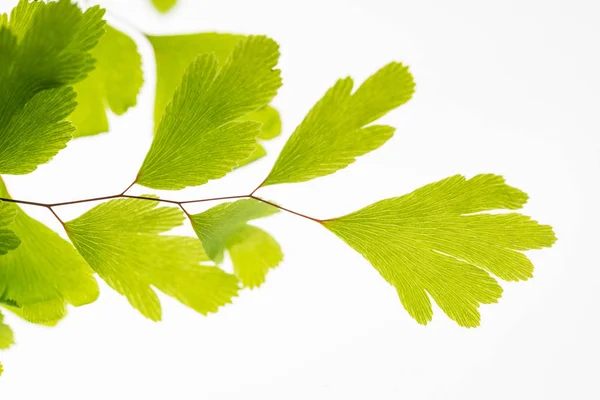 Foglie Verdi Ramo Isolato Bianco — Foto Stock