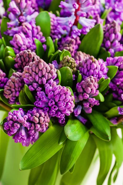 Ljusa Hyacinth Blommor Vas — Stockfoto