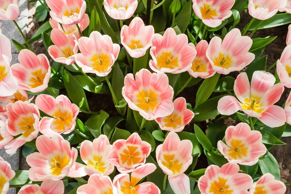 Tulipani Nel Campo Primaverile Vicino — Foto Stock
