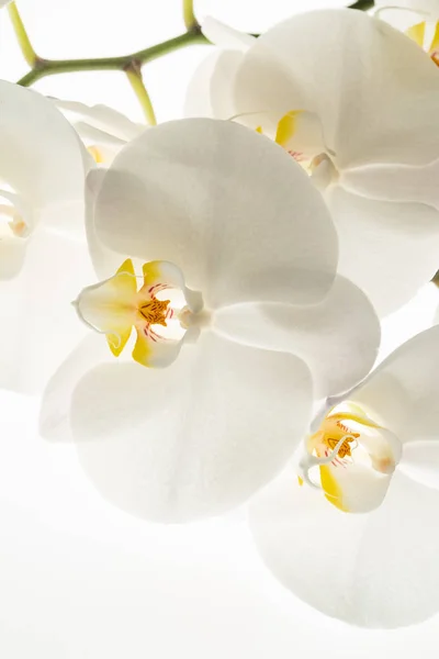 Flores Orquídea Blanca Macro Primer Plano — Foto de Stock