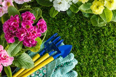 Bahar çiçekleri, kapatın.