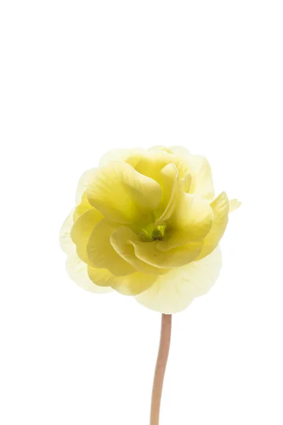 Jarní Květina Zblízka — Stock fotografie