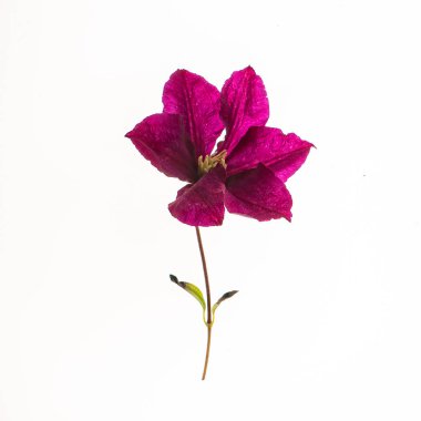 Beyaz arka plan üzerinde izole çiçek