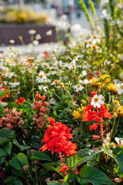 tencerede açık çiçekler