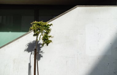 young tree near wall