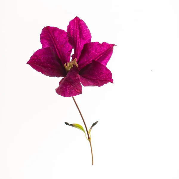 Flor Aislada Sobre Fondo Blanco — Foto de Stock