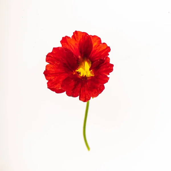 Beyaz Arka Plan Üzerinde Izole Çiçek — Stok fotoğraf