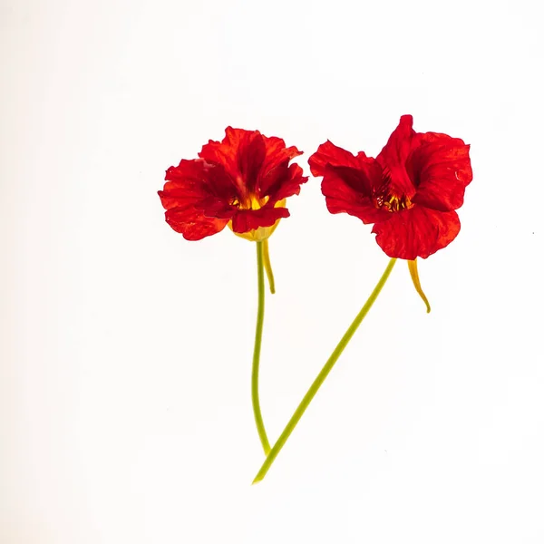 Blommor Isolerade Den Vita Bakgrunden — Stockfoto
