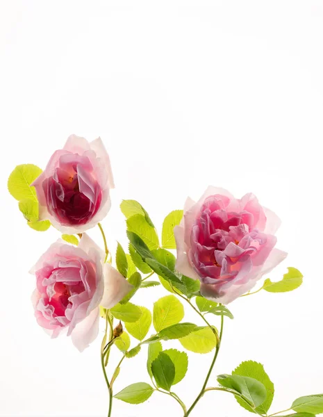 Rosa Rosen Mit Blättern Auf Weißem Hintergrund — Stockfoto