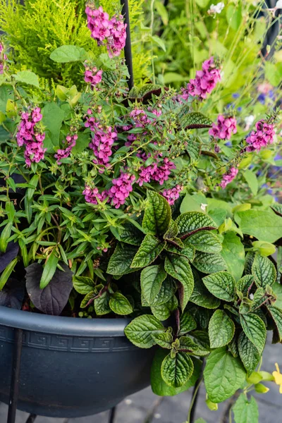 Flowers Pot Outdoor — Stock Photo, Image