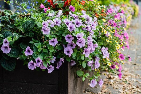 Fiori Vaso All Aperto — Foto Stock