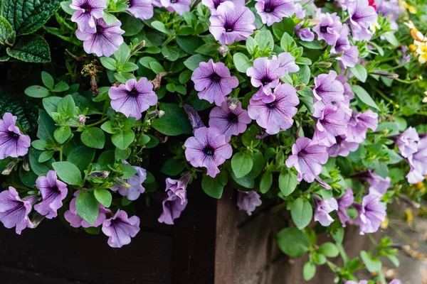 Fleurs Dans Pot Plein Air — Photo