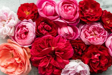 Güzel taze güller, kapatın.