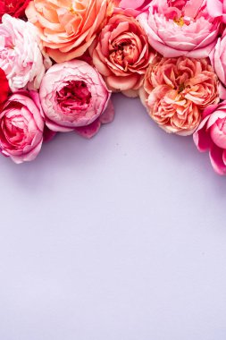 Güzel taze güller, kapatın.