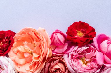 Güzel taze güller, kapatın.